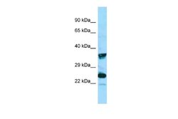 MRGX4 Rabbit anti-Human, Polyclonal, Novus Biologicals 0.1ml; Unconjugated:Antibodies,